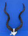 African Kudu Horns with Skull Plate Commercial Grade -  30 to 34 inch horns @ $46.00 each; 35" - 39" $92.00 ea; 40"-44" $120.00 ea (We will select the skull plate/horns - No 2 will be identical.)