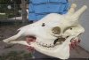 Large Animal Skulls