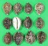 3" to 3-3/4" Large Wholesale Tiger Cowrie Shells, Cyprae tigris from Africa - Case of 150 @ .60 each