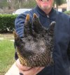 5 inches to 7 inches long Alligator Feet - Pack of 2 @ $9.00 each;  Pack of 10  @ $7.50 each (You will receive gator feet similar to those shown in the photos)