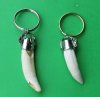 Wholesale Large Alligator Tooth Key Chains, Key Rings with 2" to 2-1/4 inches tooth and tiny silver gator - Bag of 2 @ $5.00 each; Bag of 10 @ $4.50 ea