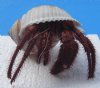 6" to 7" Large Dried Hermit Crabs in Tun Shells, Tonna Seashells  - Minimum: 2 @ $6.50 each