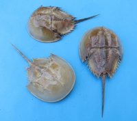 Wholesale Dried Molted Horseshoe crab shells - 7 inches up to 9 inches - 3 pcs @ $6.50 each; 20 pcs @ $5.85 each