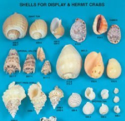 Large Seashells - Other 