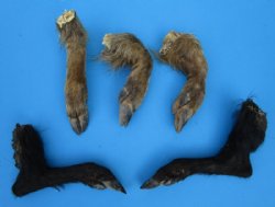 Wholesale Large Wild Boar feet/legs,  measuring 9 to 12 inches in length - $8.00 each
