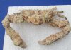 7" to 9" Wholesale Dried Stone Crabs, Daldorfia horrida - Minimum 2 @ $6.00 each