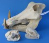 Wholesale Animal Skulls