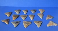 Wholesale High Quality Megalodon Shark Tooth - 3-1/2 to 3-7/8 inches long - $55.00 each; 4 pcs @ $49.00 each 