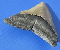 Wholesale High Quality Megalodon Shark Tooth - 3-1/2 to 3-7/8 inches long - $55.00 each; 4 pcs @ $49.00 each 