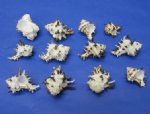 Wholesale Endive Murex Longspine Seashells 2 to 3 inches Packed 15 pieces @ .65 each; 4 packs (60 pcs @ .585 each)