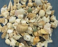 Bulk Natural Shells for Weddings