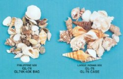 Shell Mix - Mixed Shells in Bulk