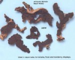 Mopani Wood - Mopani Root