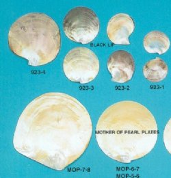 Mother of Pearl Shells
