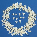 Shark Teeth 