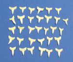 5/8 inch bulk mako shark teeth wholesale  ; 1 Bag of 2560 available @ .135 each (Shipped with Adult Signature Required)