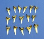 1-1/2 inch Wholesale Mako Tooth Pendant for Shark Tooth Necklace Packed 3 pieces @ $4.55 each; 24 pieces @ $3.50 each