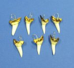 1-1/4 inch Wholesale Mako Shark Tooth Pendants - Minimum:  3 pieces @ $2.55 each; 36 @ $2.05 each