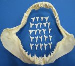 1 inch Wholesale Mako Shark Teeth for making Shark Teeth Necklaces Bag of 12 @ .65 ea; Bag of 50 @ .56 ea; Bag of 100 @ .51 ea