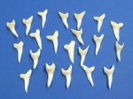 1-1/4 inch Wholesale mako shark teeth for necklaces Bag of 3 @ $1.85 ea; Bag of 25 @ $1.70 ea; Bag of 100 @ $1.50 ea