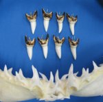2-1/8 inch Mako Shark Tooth Pendant Wholesale Packed 1 piece @ $20.00 each; 10 @ $18.00 each