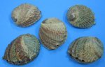 Wholesale Pink Abalone Shells, Haliotis Corrugata, 6 inches to 6-7/8 inches -  Pack of 3 @ $4.00 each; 