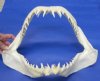 Mako Shark Jaws 8  inch to 20  inch