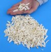 Alligator Teeth in Bulk 