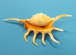 Orange Spider Conch Shells Wholesale 4" to 6" Packed: 12 @ .40 each; 72  pcs (6 packs) @ .36 each