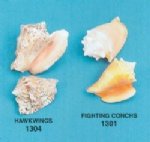 Conch Shells