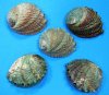 Pink Abalone Shells
