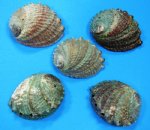 Wholesale Pink Abalone Shells, Haliotis Corrugata 5"-6" - Bag of:4 @ $3.00 each; 