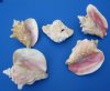 Pack of 3 Wholesale Pink Conchs Slit Back 6 inches to 7-7/8  inches  - $5.00 each;