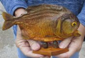 Taxidermy Piranha Fish Hand Picked 