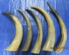 10 Wholesale Polished Water Buffalo Horns 21 inches to 28 inches measured around the curve - Packed 10 @ $12.95 each