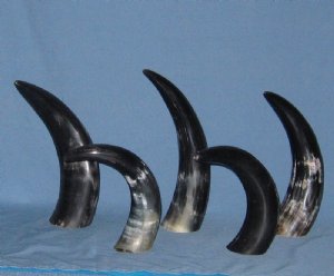 Polished Buffalo Horns Wholesale Priced