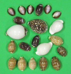 Polished Cowrie Shells