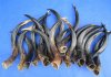 25" to 29" Wholesale Polished Kudu Horns for Making Shofars $32.00 each