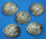 Polished Pink Abalone Wholesale 5 inches to 5-7/8 inches - Packed: 2 @ $6.60 each; Case of 12 @ $6.30 ea ($75.60); Case of 24 pieces @ $5.94 each ($142.56 a case)