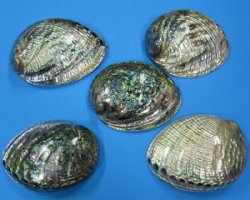 Polished Seashells Wholesale
