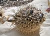 Porcupine Blowfish Wholesale, Porcupine Fish 7" - 8" - Pack of 4 @ $2.50 each; 15 @ $2.25 each;