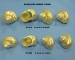 Wholesale Pearlized Turban Shells 2-1/2 to 3 inches Minimum: 2 pieces @ $4.75 each