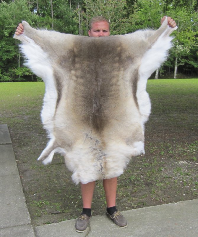 Reindeer Hides, Skins, Pelts, Fur Wholesale from Finland 130