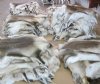 Case of 7  Tanned Wholesale Reindeer Skins,  Reindeer Furs $80.00 each