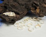 Seashell Rings Wholesale, Plain Strombus Shell Rings 100 @ .19 each