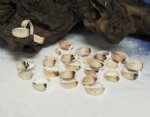 Carved Shell Rings Wholesale and Carved Strombus  Rings Assorted Designs - 1 Bag of 100 @ .24 each; 5 bags (500) @ .216 each