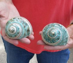 Buy this 2 piece lot of Polished Green/Jade Turbo Shells with Pearl Band for shell crafts - $15/lot