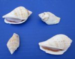 Wholesale Strombus Gibberulus, Humpbacked Conch Shells 1-1/2 to 2-1/2 inches - 1 kilo @ $2.00 a kilo (Min: 2 kilos)