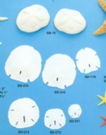 Sand Dollars & Sea Biscuits