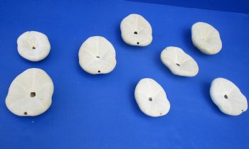 Wholesale Florida Dirty Sea biscuits 3" - 5" for seashell decor - 12 pcs @ $.60 each